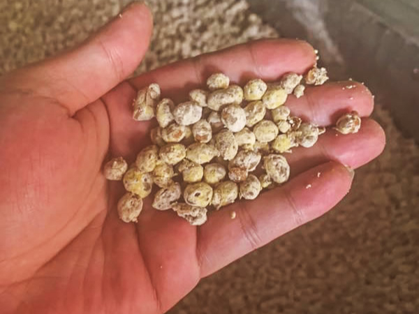 發(fā)酵釀造(醬油、豆醬、腐乳、魚露)—酶制劑解決方案