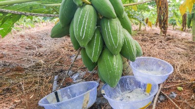 食品添加劑中酶制劑有哪些？