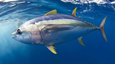 金槍魚低聚肽與多肽，通過酶制劑可以控制分子量大小嗎？