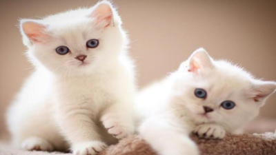 酶制劑在寵物誘食劑生產中必不可少!