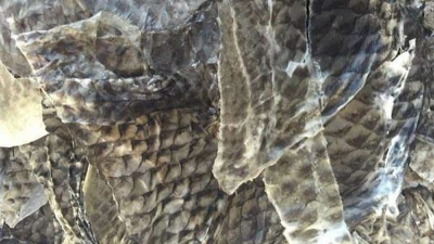 魚皮生產膠原蛋白