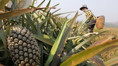 酶制劑是怎么造的？揭秘酶3大生產(chǎn)方式