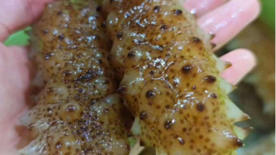 東恒華道海參脫皮專用酶應用技術研究開發項目順利通過驗收