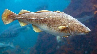 木瓜蛋白酶、堿性蛋白酶制備魚皮膠原蛋白肽的工藝控制點(diǎn)