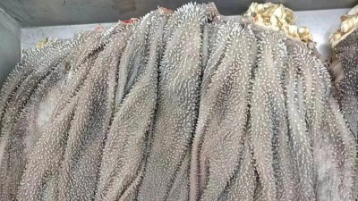 木瓜蛋白酶水發干毛肚的工藝