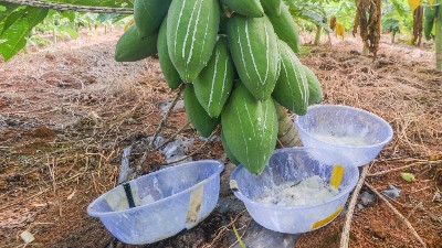 木瓜蛋白酶、風味酶在寵物誘食風味劑中的應(yīng)用