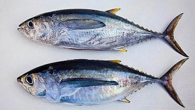 如何酶解金槍魚下腳料制備蛋白粉？