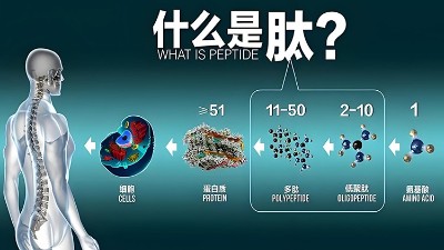 一分鐘科普膠原蛋白肽的酶解工藝