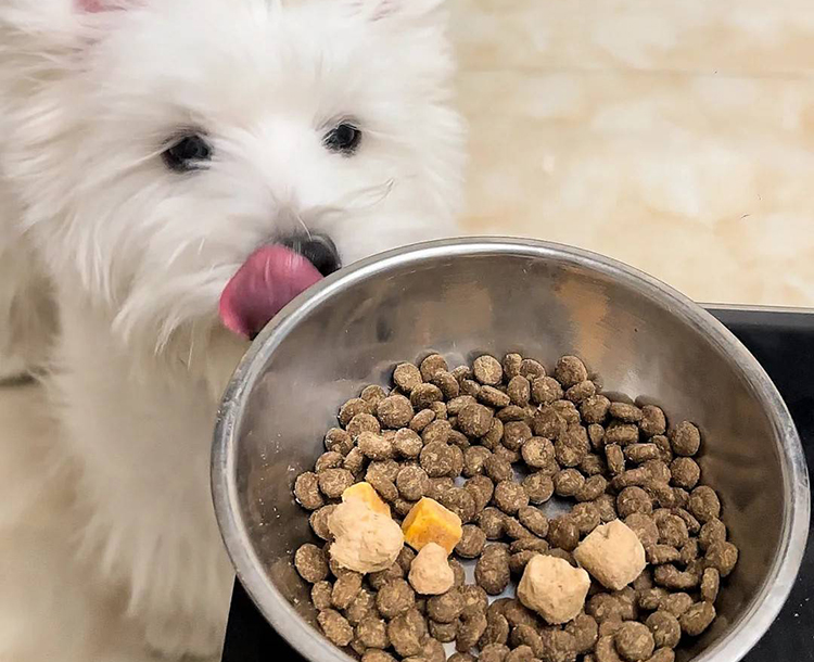 酶解工藝生產的狗糧