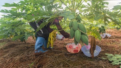 食品工業酶制劑三大來源有哪些？