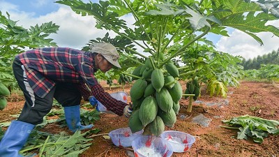 木瓜蛋白酶對人體有害嗎？