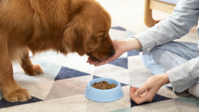 金槍魚酶解生產(chǎn)寵物誘食劑的影響因素有哪些？