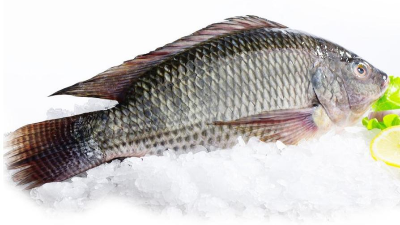 羅非魚鱗酶解膠原蛋白肽，為什么口感苦？