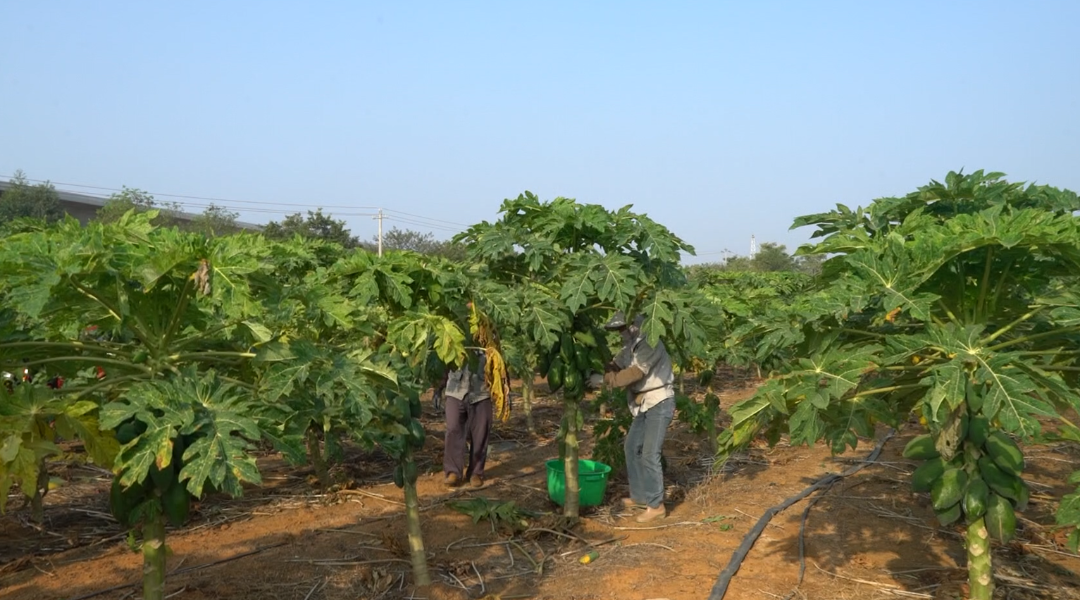 木瓜蛋白酶在食品加工中的作用及前景