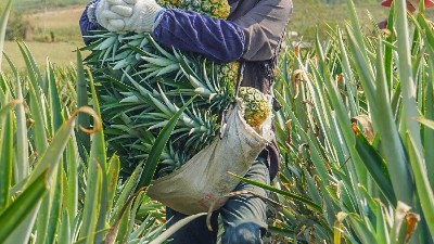 探秘解讀：菠蘿蛋白酶的作用