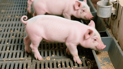 飼料用酶制劑作用機理分類——5大核心全解析